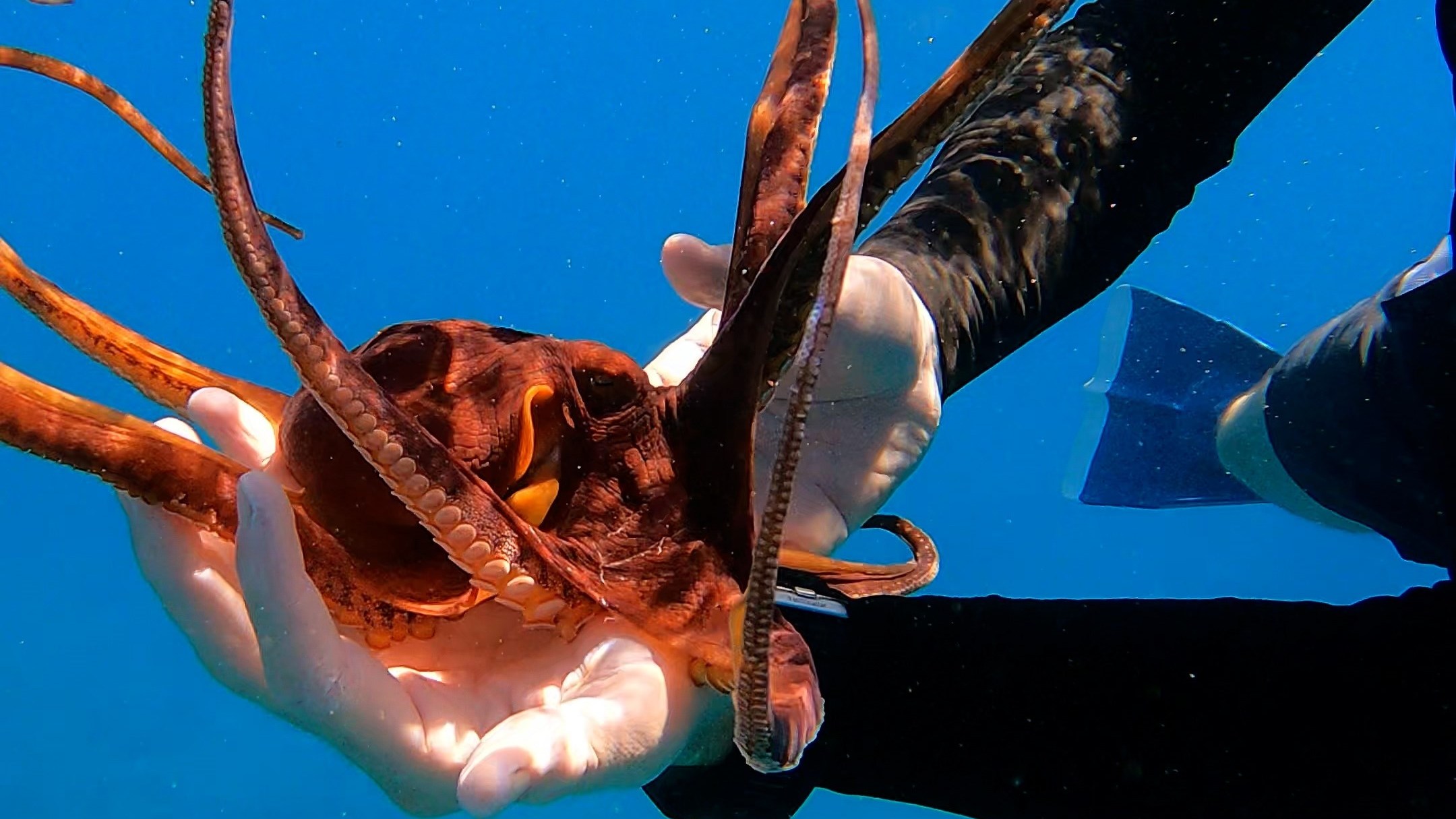 a person swimming in the water