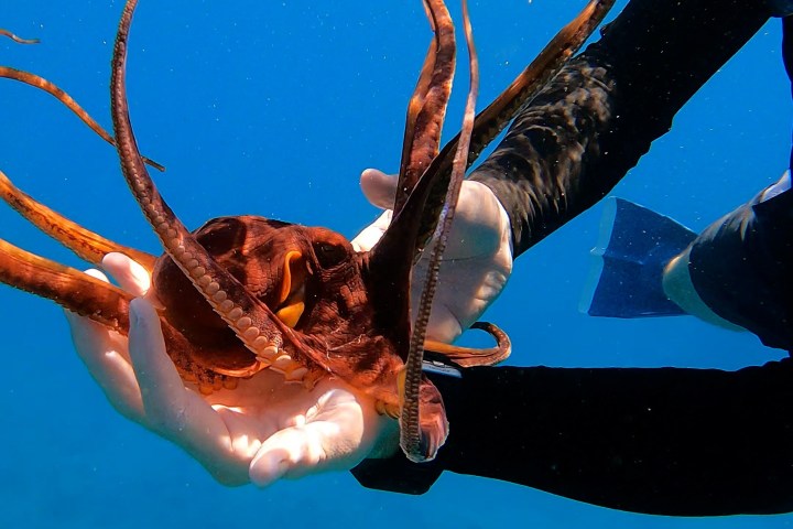 a person swimming in the water