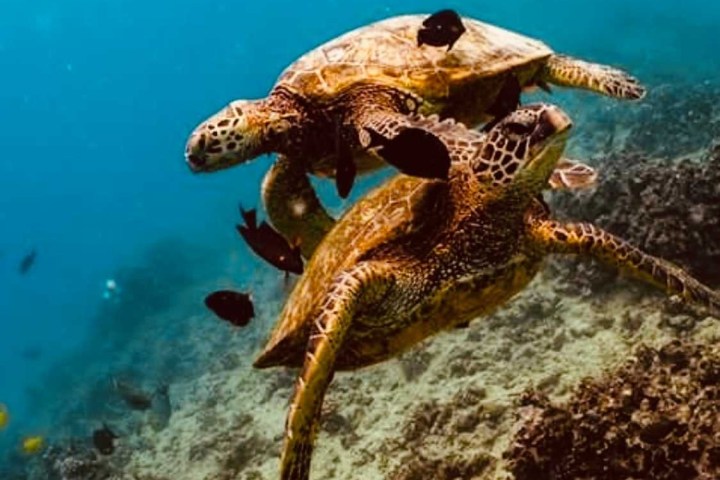 a person swimming in the water