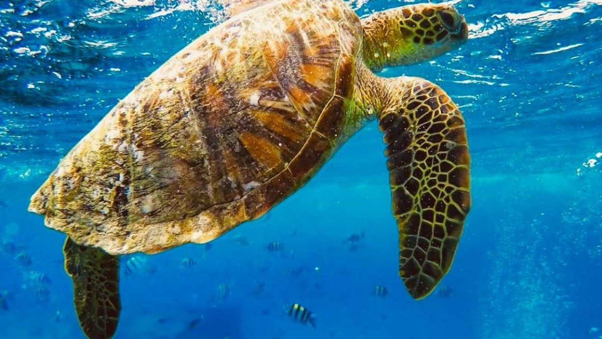 a turtle swimming under water