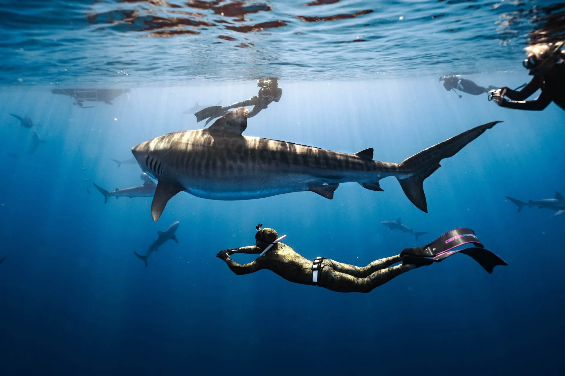 Pelagic Shark Dive