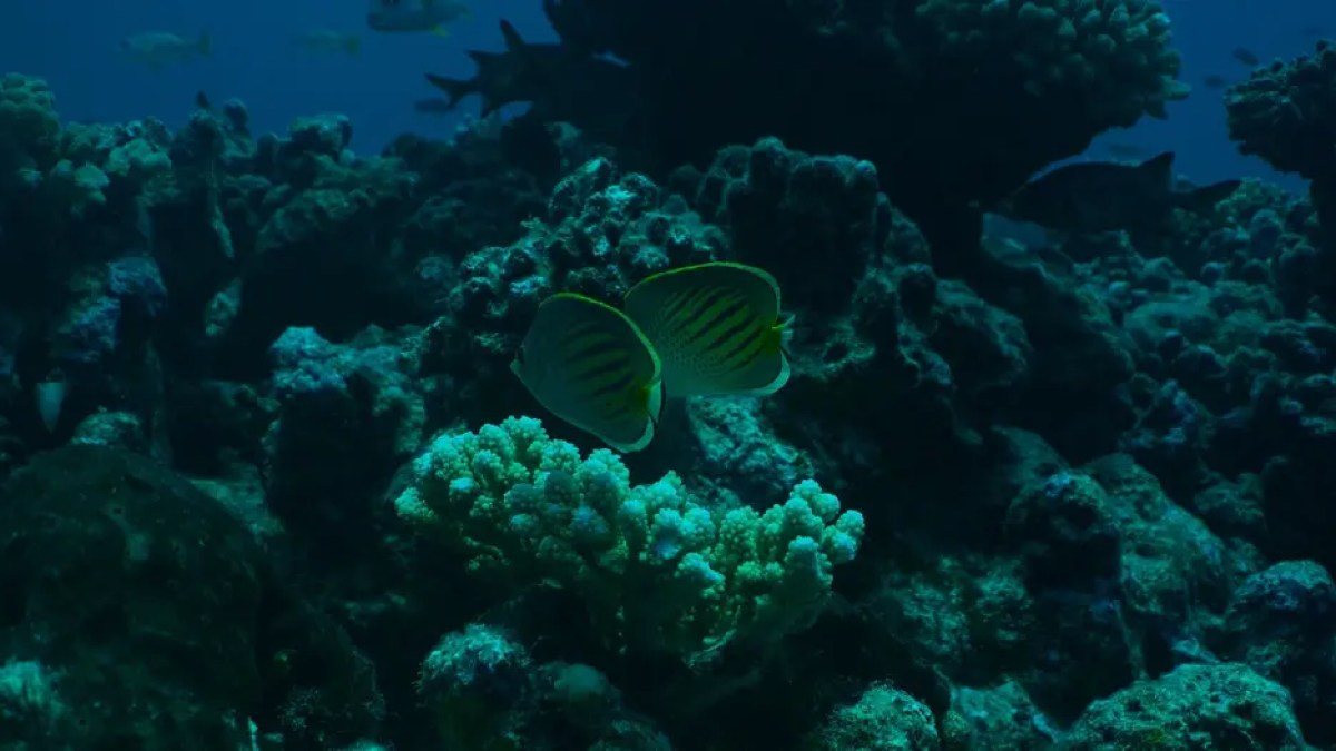 Two butterflyfish swimming near coral in a dark underwater scene.