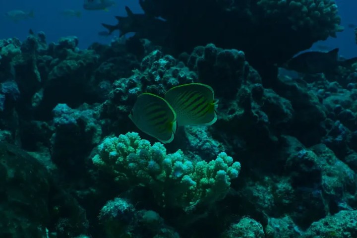 Two butterflyfish swimming near coral in a dark underwater scene.