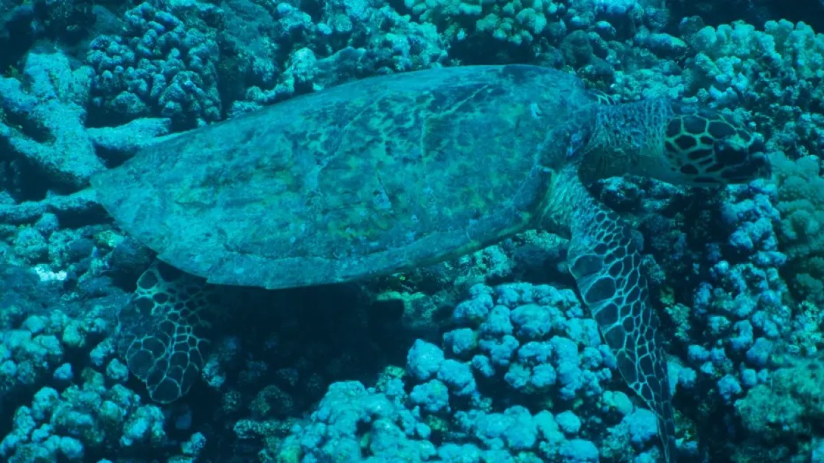 Sea turtle swimming over coral reef underwater