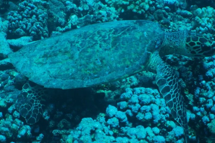 Sea turtle swimming over coral reef underwater